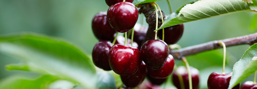 Yarra Valley Cherries | 585 Victoria Rd, Seville VIC 3139, Australia | Phone: (03) 5964 4685