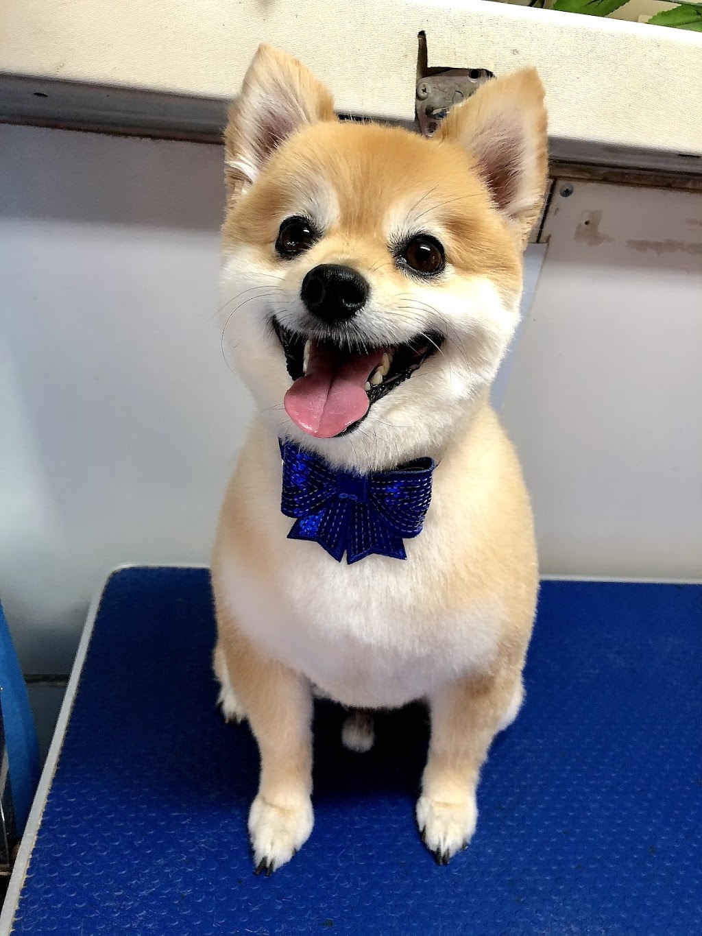 Paw-Fect Mobile Dog Grooming | 1210 McEwen Rd, Kyabram VIC 3620, Australia | Phone: 0457 463 236