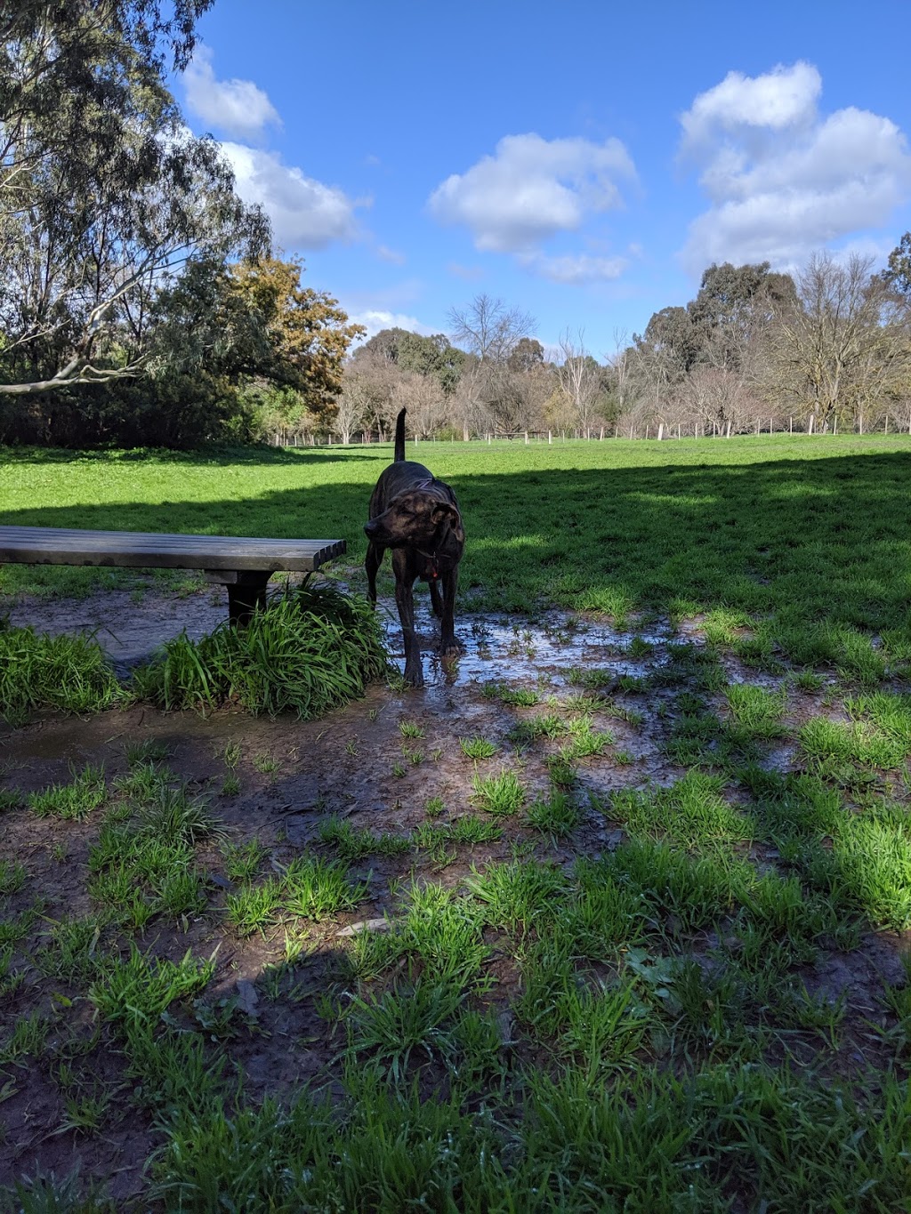 Banksia Park Off Leash Dog Park | park | Unnamed Road, Bulleen VIC 3105, Australia