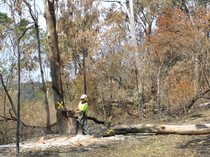 Banksia Arborcare | 4 Manning St, North Balgowlah NSW 2093, Australia | Phone: 0412 181 075