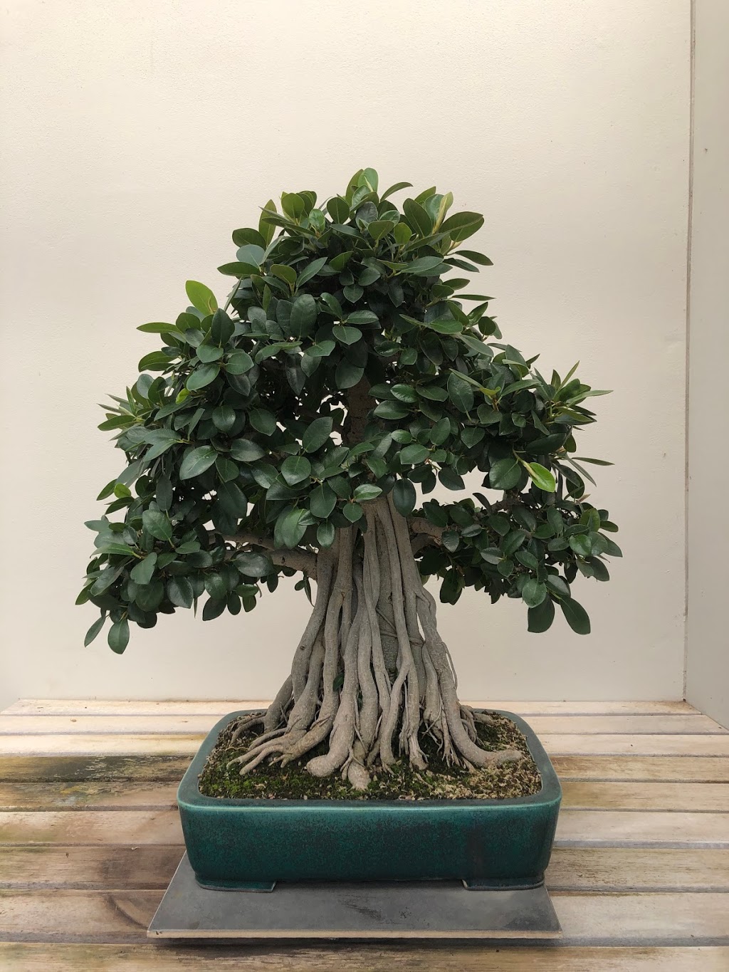 The National Bonsai and Penjing Collection | Forest Dr, Molonglo Valley ACT 2611, Australia | Phone: (02) 6207 8484