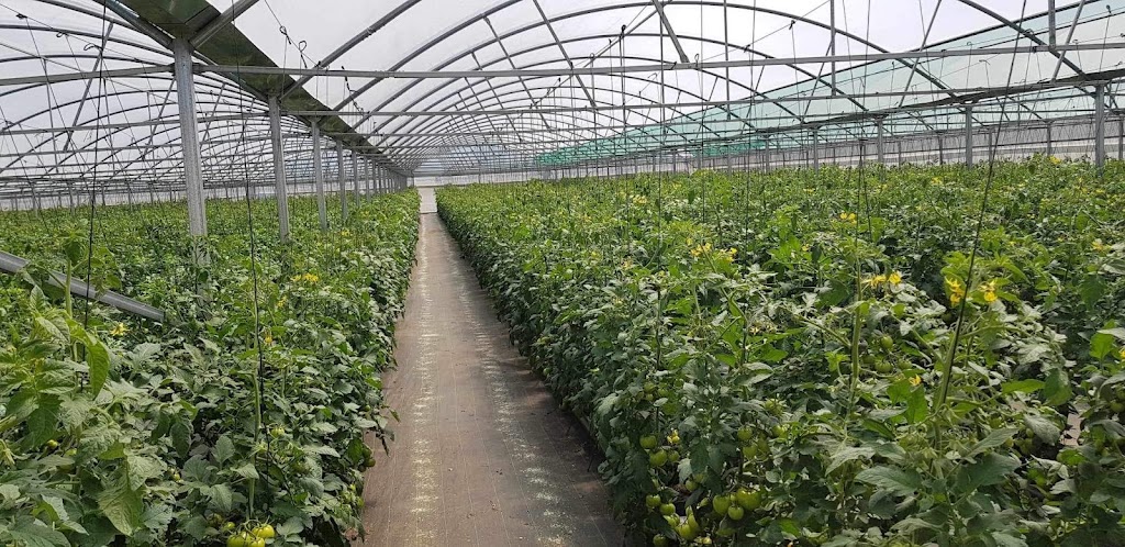 Teds Greenhouses | 65 Pratten St, Kemps Creek NSW 2178, Australia | Phone: 0416 201 117
