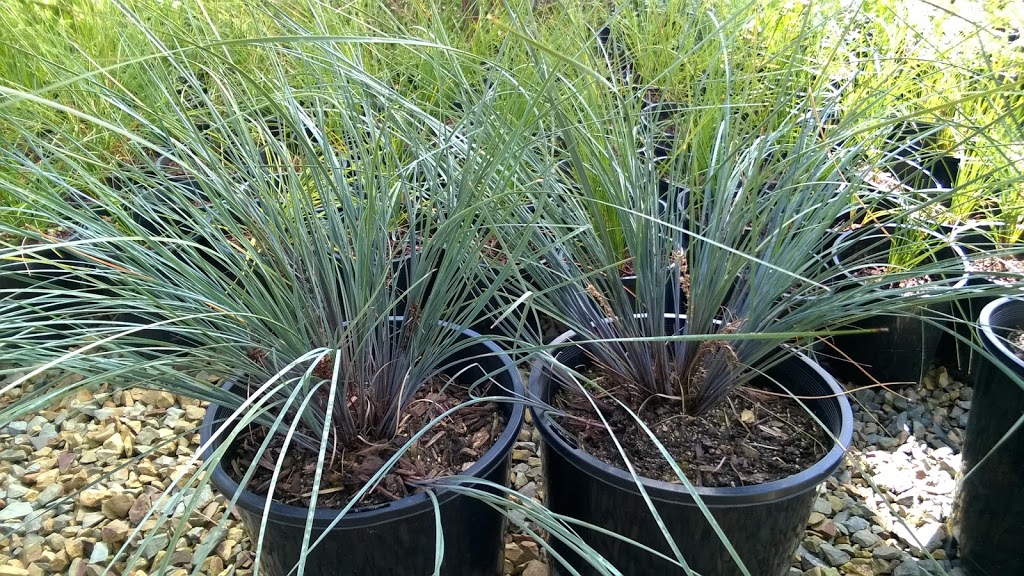 Natural Plantscape Native & Succulent Nursery | 52 Wellington Rd, Wandin North VIC 3139, Australia | Phone: (03) 5964 4494