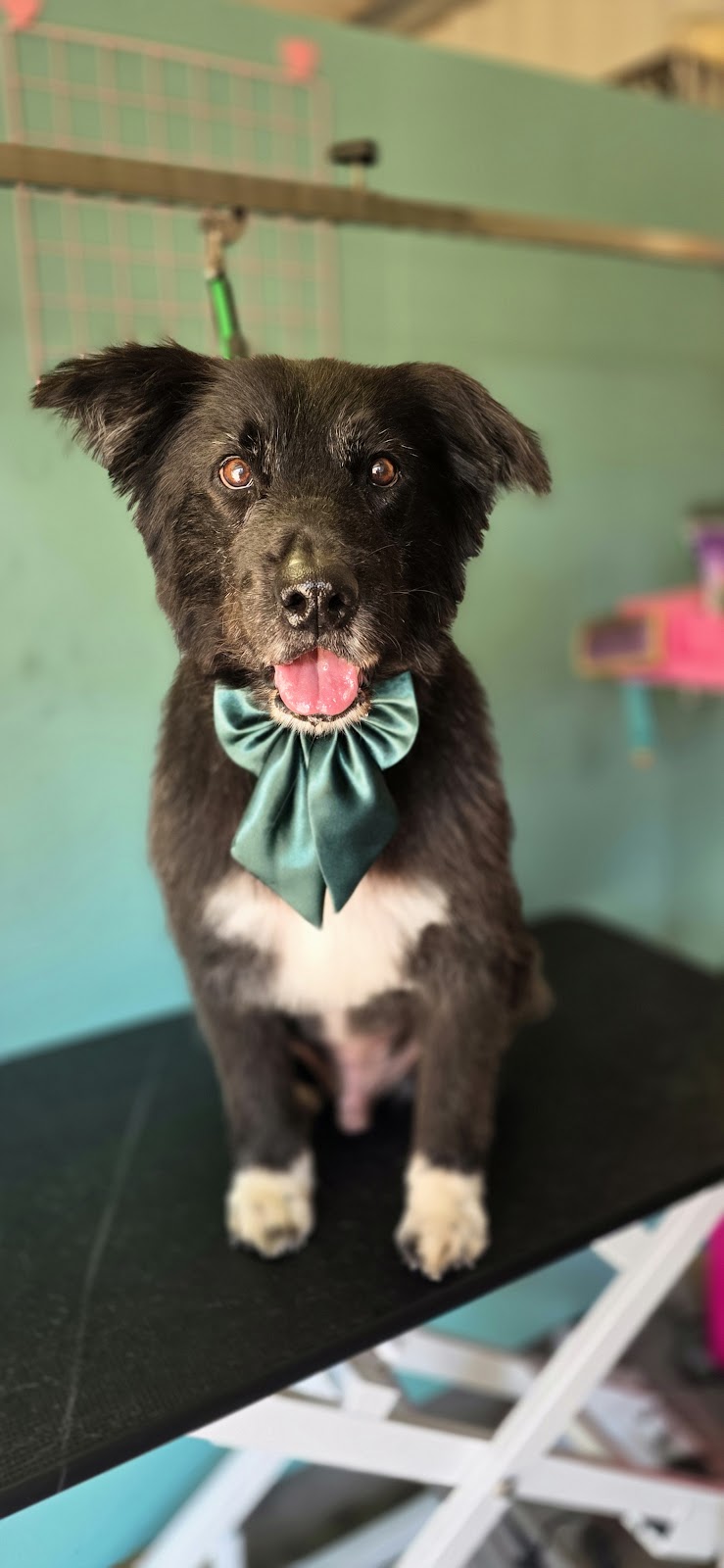 Bark & Bloom Grooming | 2 Keith Mitchell Dr, Warwick QLD 4370, Australia | Phone: 0427 786 774