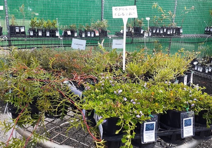 Peacehaven Native Nursery | 56 Kuhls Rd, Highfields QLD 4352, Australia | Phone: 0477 317 410