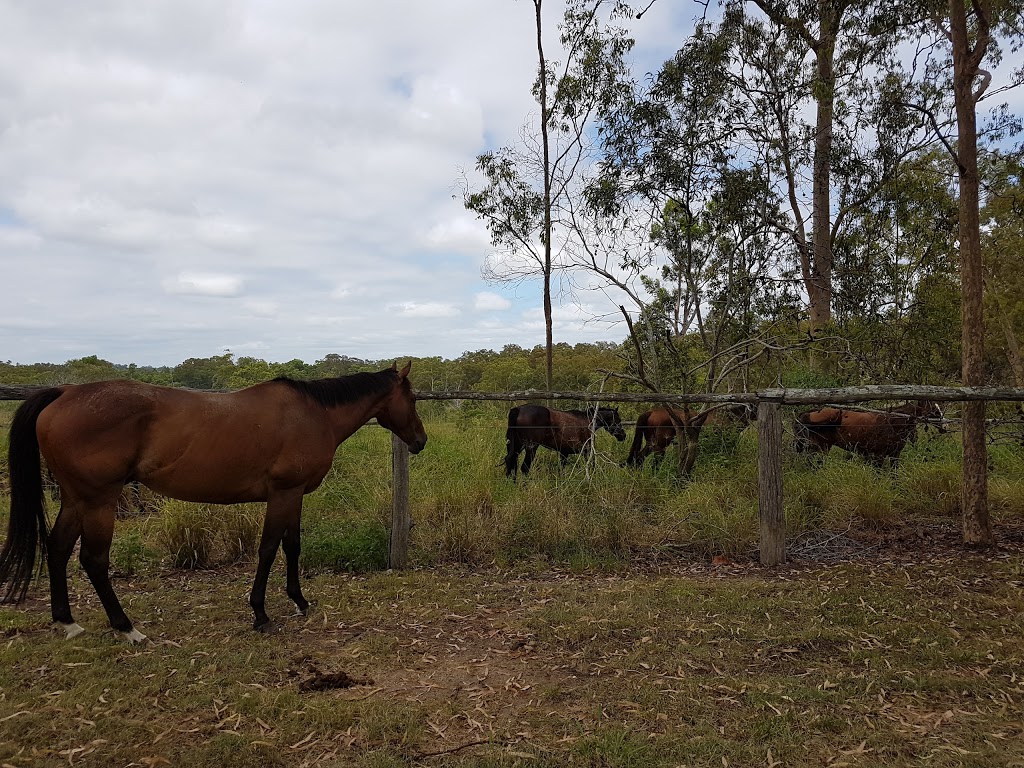 The University of Queensland - Equine Unit | school | 212 Pinjarra Rd, Pinjarra Hills QLD 4069, Australia | 0733651111 OR +61 7 3365 1111