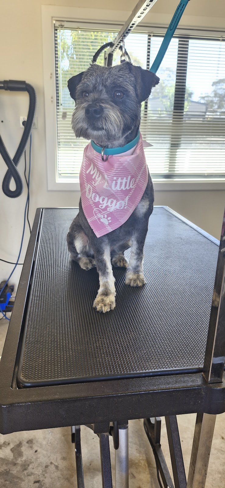 Purrfect Grooming | 20 Maculata St, Kambalda West WA 6442, Australia | Phone: 0427 153 771