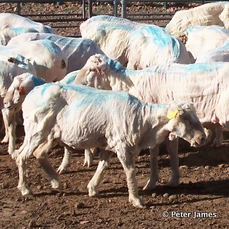 Jonos Sheep Shearing Services | Junction Rd, Littlehampton SA 5250, Australia | Phone: 0424 723 589