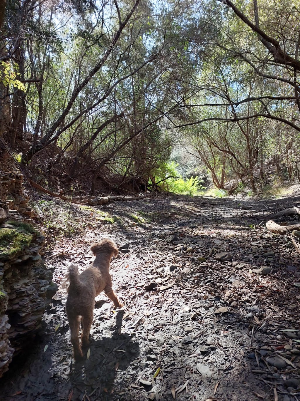 Tiny Farm Sydney | 195 Williamswood Rd, Mount Hunter NSW 2570, Australia | Phone: 0416 196 668