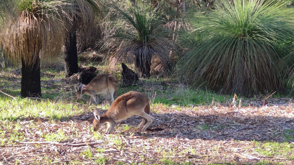 Treetops Adventure Yanchep | Yanchep National Park, Ghost House Rd, Yanchep WA 6035, Australia | Phone: 0455 421 312