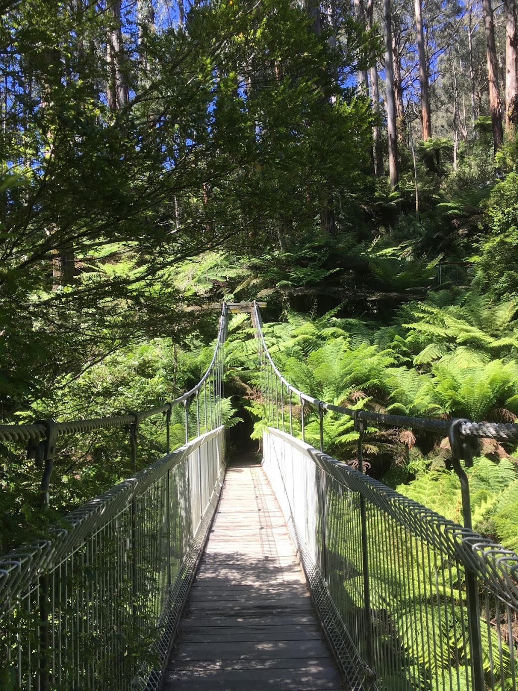 Tarra-Bulga National Park | park | Victoria 3971, Australia | 131963 OR +61 131963