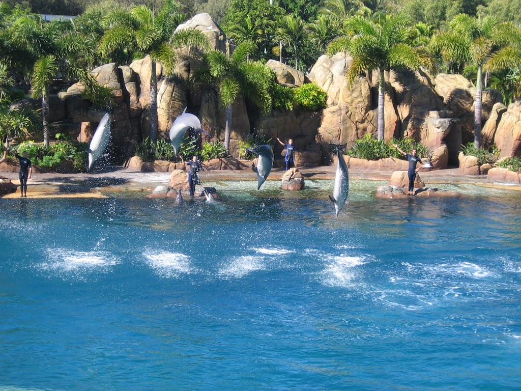 Dolphin display | amusement park | 212 Seaworld Dr, Main Beach QLD 4217, Australia