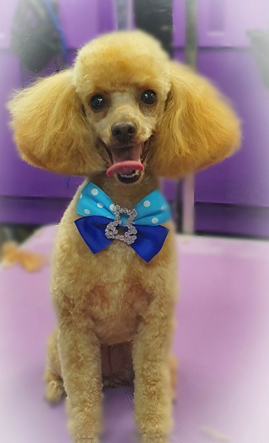 Soaked To The Bone Dog Grooming |  | 94 Grandview Ave, Park Grove TAS 7320, Australia | 0407845094 OR +61 407 845 094