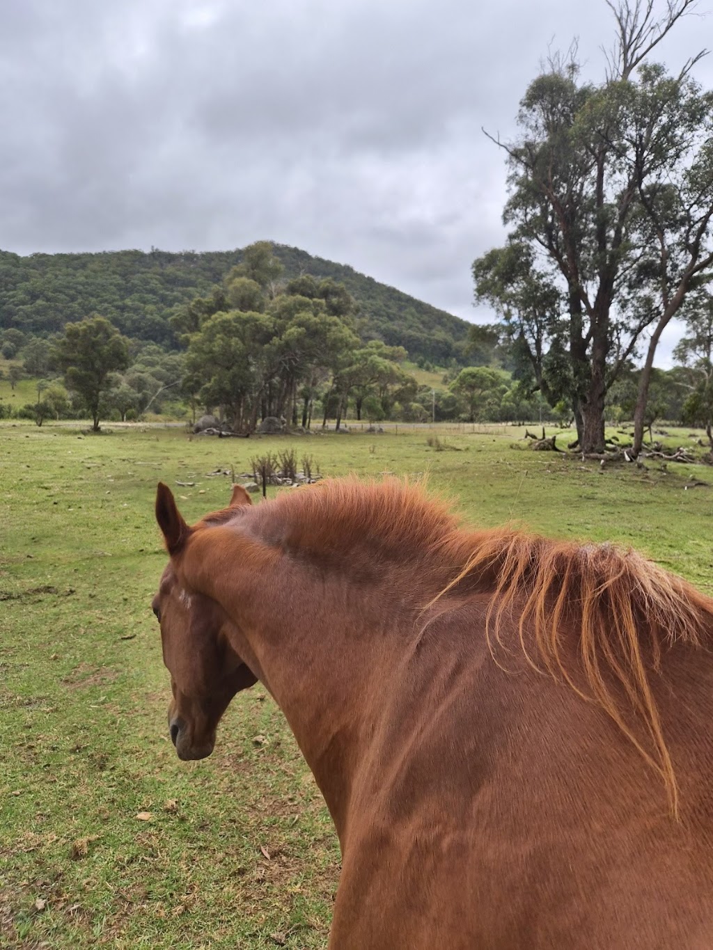 Doustys Farm Stay | 12089 Gwydir Hwy, Glen Elgin NSW 2370, Australia | Phone: 0428 162 158