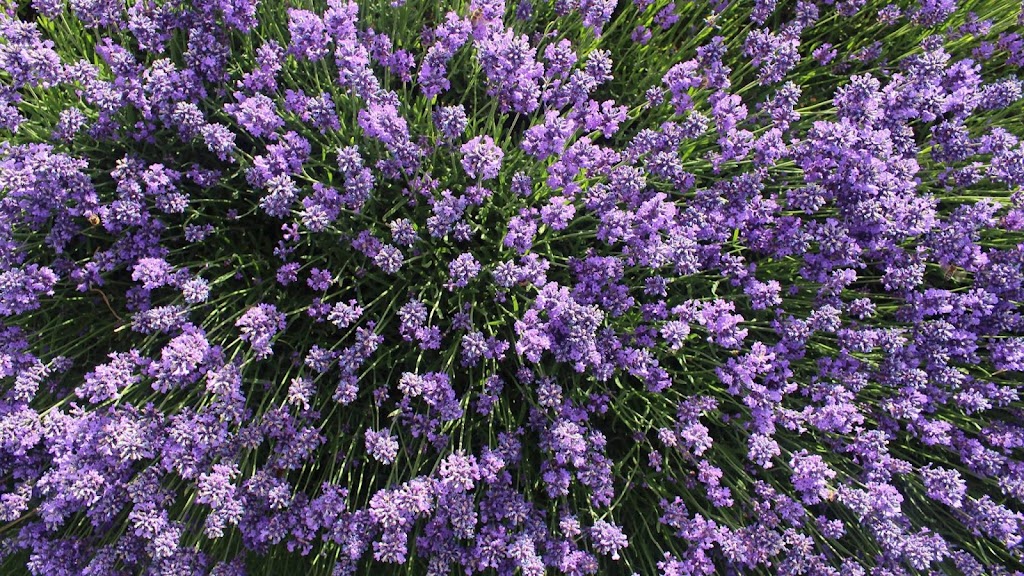Lavender House Perfumery | 32 Waterton Hall Rd, Rowella TAS 7270, Australia | Phone: 0499 111 745
