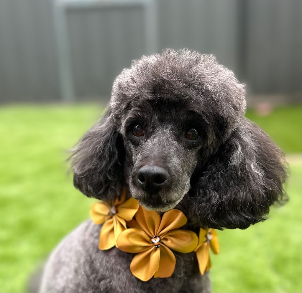 Paw and Order Dog Grooming Studio | 81 Sturt St, Mulwala NSW 2647, Australia | Phone: 0438 788 845 Paw and Order Dog Grooming Studio | 81 Sturt St, Mulwala NSW 2647, Australia | Phone: 0438 788 845