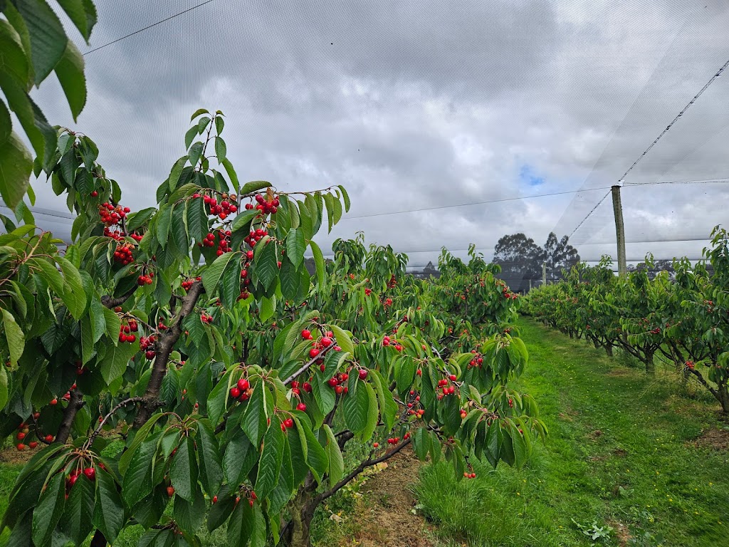 Rose Cottage Cherry | 210 Braeside Rd, Franklin TAS 7113, Australia | Phone: 0433 433 043