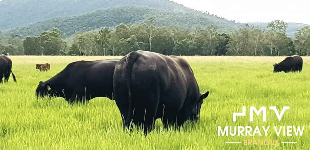 Murray View Brangus | 147 Paul Burger Rd, Mount Ossa QLD 4741, Australia | Phone: 0427 072 675