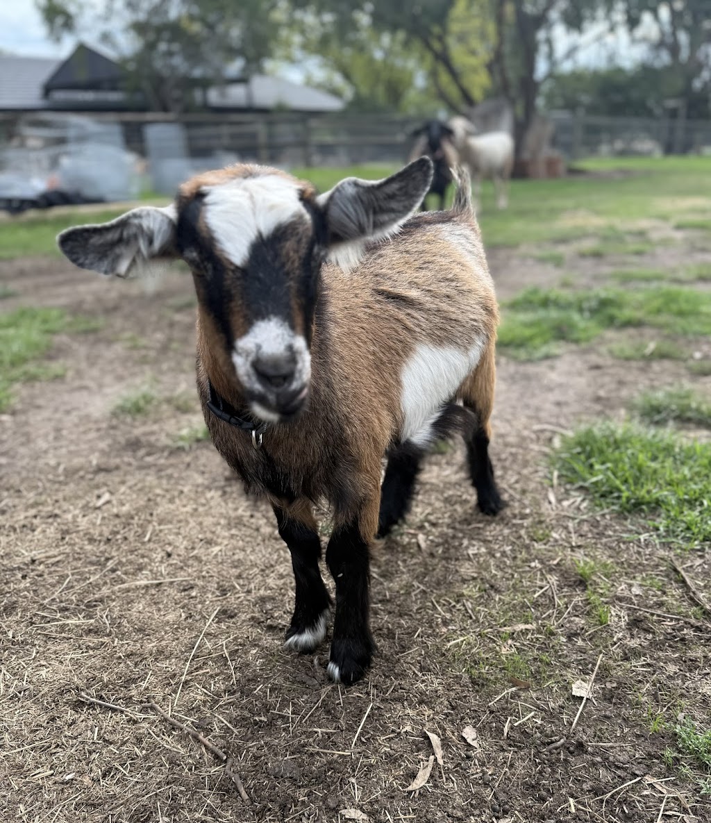 Noah’s Ark Mobile Animal Farm & Petting Zoo | 45 Gleeson Rd, Tynong VIC 3813, Australia | Phone: 0402 008 321