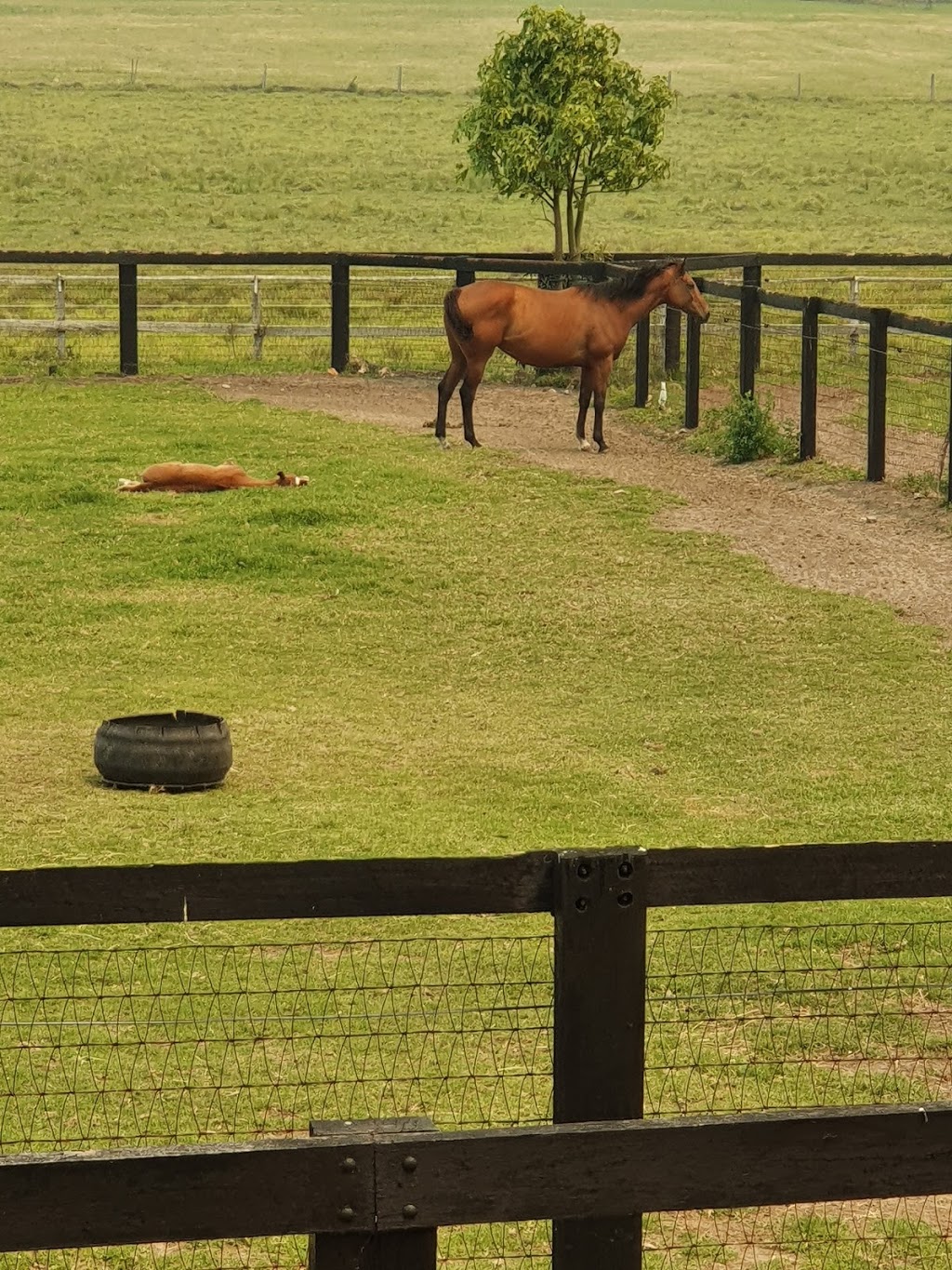 Lustre Lodge Thoroughbred Horse Agistment |  | 114 Hue Hue Rd, Alison NSW 2259, Australia | 0243511011 OR +61 2 4351 1011