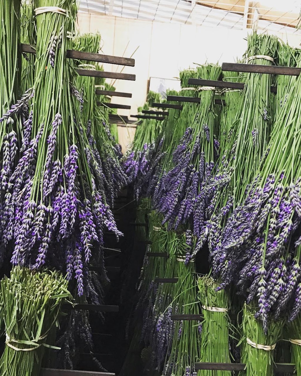 Warratina Lavender Farm |  | 105 Quayle Rd, Wandin North VIC 3139, Australia | 0359644650 OR +61 3 5964 4650