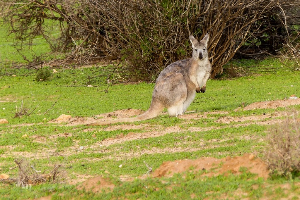 Kulcurna Homestead | lodging | LOT 33 Cal Lal Rd, Rufus River NSW 2648, Australia | 0350278241 OR +61 3 5027 8241