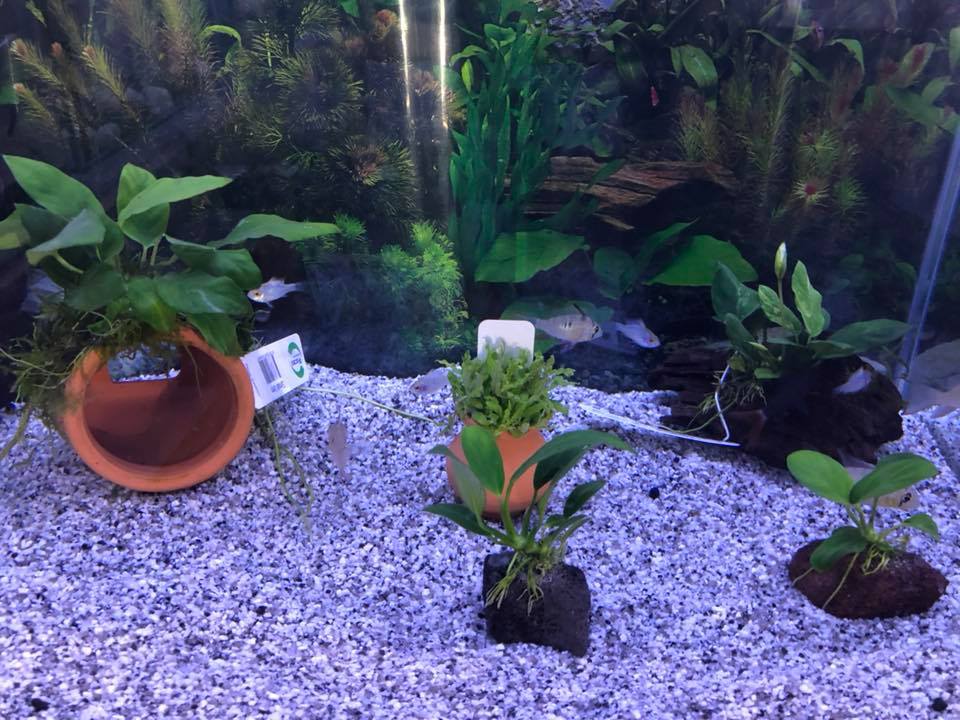 Ashleighs Aquariums | pet store | 151 Lacey St, Whyalla Playford SA 5600, Australia | 0484859489 OR +61 484 859 489