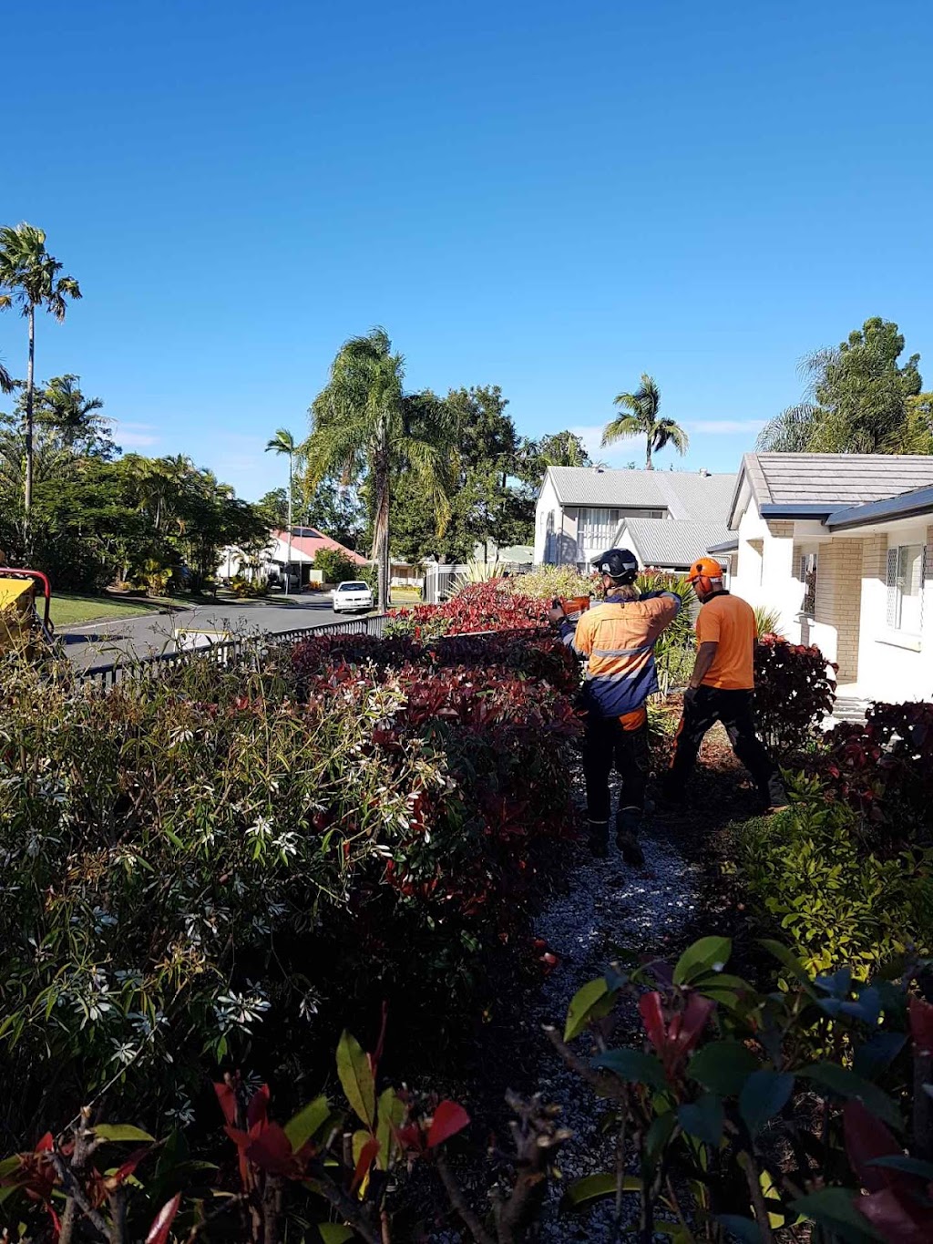 Tree Lopping Gold Coast - Palm Tree Removal & Trimming Experts | 19 Bluetail Cres, Upper Coomera QLD 4209, Australia | Phone: 0466 822 477