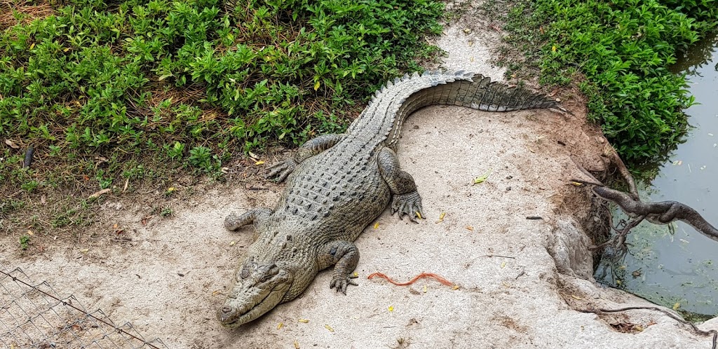 Daintree Wild Zoo | zoo | 2054 Mossman Daintree Rd, Wonga QLD 4873, Australia | 0740987272 OR +61 7 4098 7272