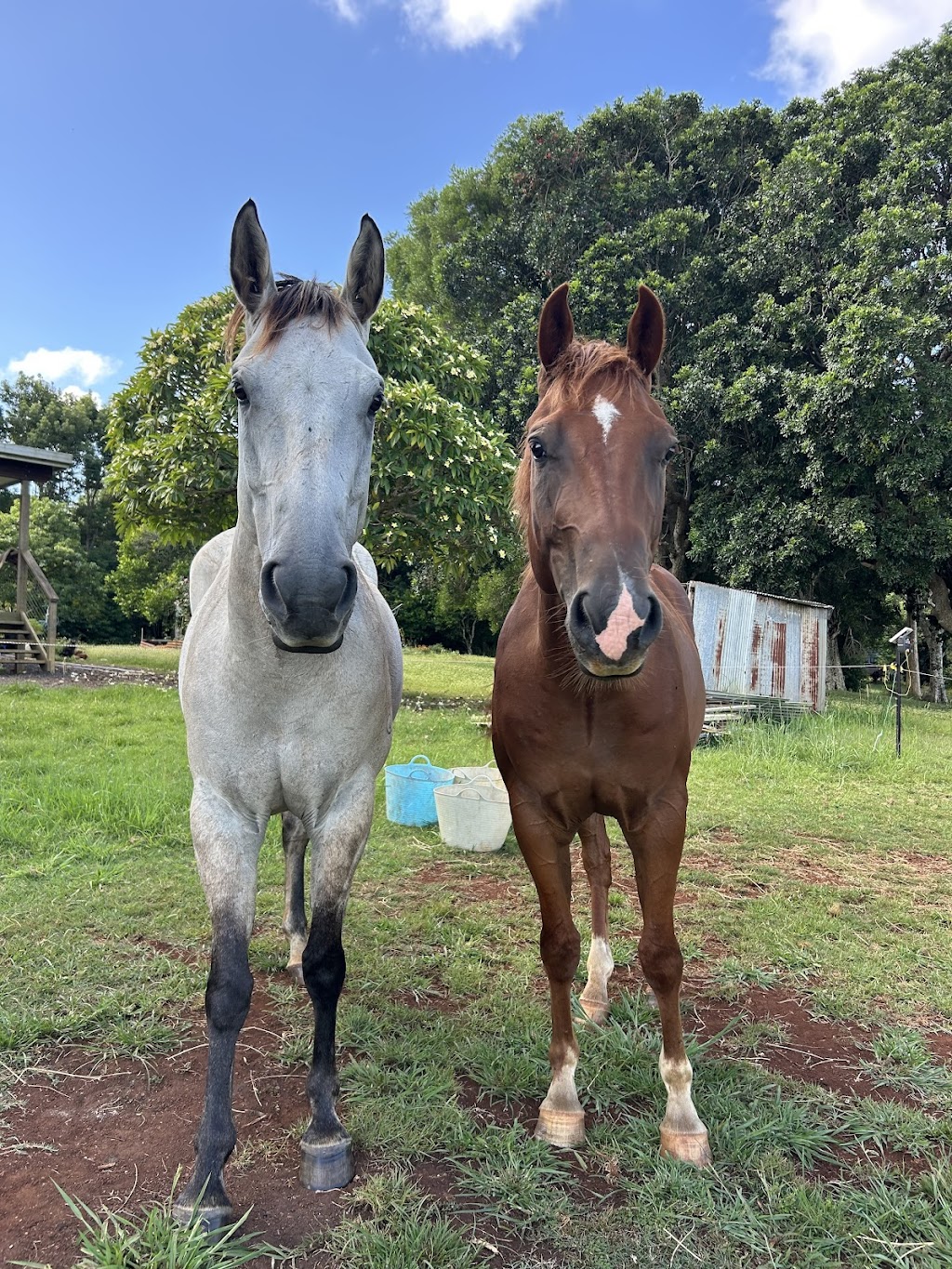 Equine Assisted Therapy at Bunyarra Farm | 690 Cowlong Rd, Eltham NSW 2480, Australia | Phone: 0402 362 169