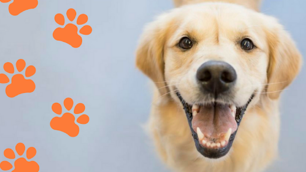 Dr Paws North Ryde Veterinary Clinic, Doggy Daycare and Cattery | pharmacy | 384 Lane Cove Rd, North Ryde NSW 2113, Australia | 0298881833 OR +61 2 9888 1833