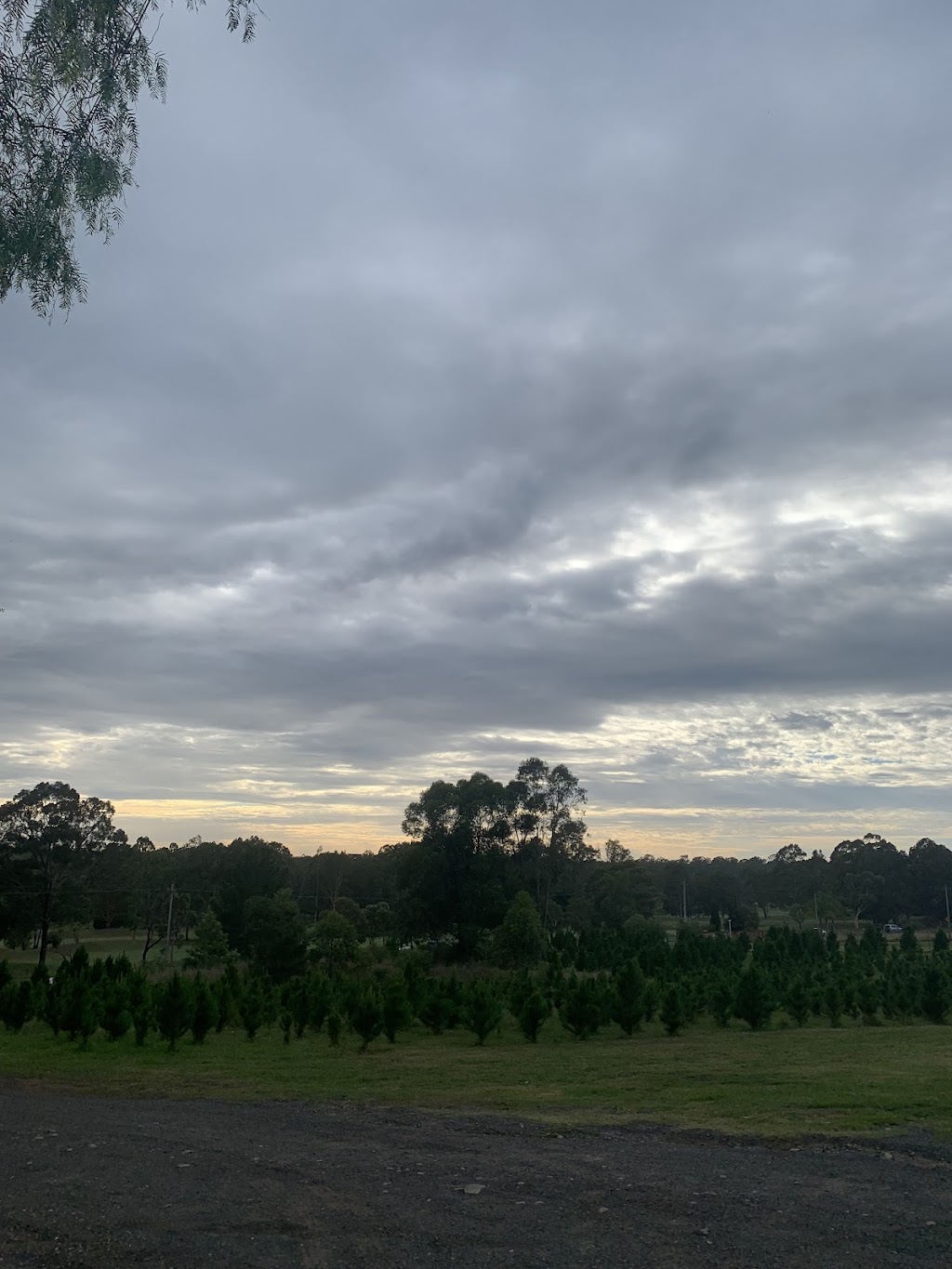 Glenmore Christmas Tree Farm | 669 Mulgoa Rd, Mulgoa NSW 2745, Australia | Phone: 0416 039 672