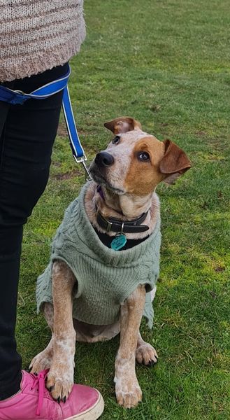 Dogtivities | 93 Australasia Dr, Creswick VIC 3363, Australia | Phone: 0407 867 413