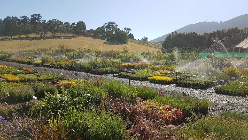 Plant Multi Nursery | 423 Liverpool Rd, Kilsyth South VIC 3137, Australia | Phone: (03) 9762 6909