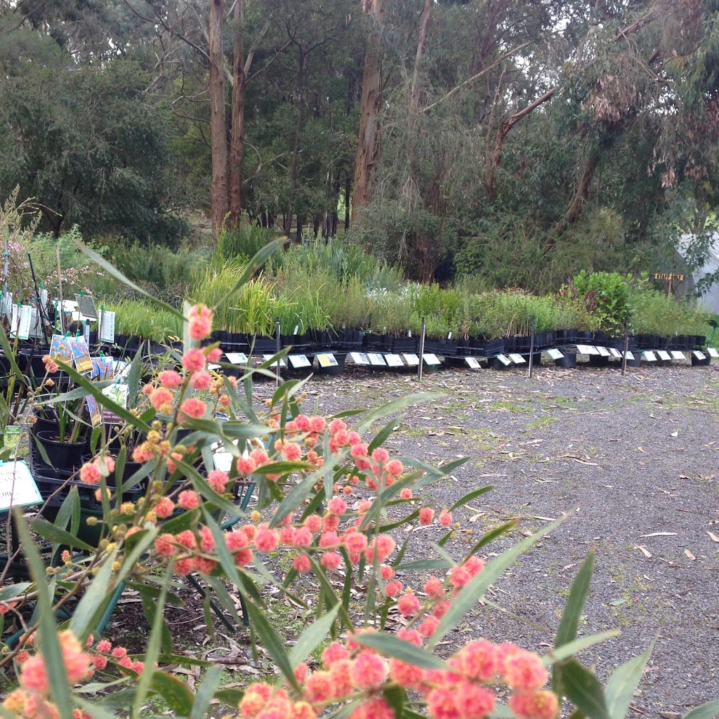 Blue Gum Forest Nursery | 285 Korumburra-Warragul Rd, Korumburra VIC 3950, Australia | Phone: 0408 595 450