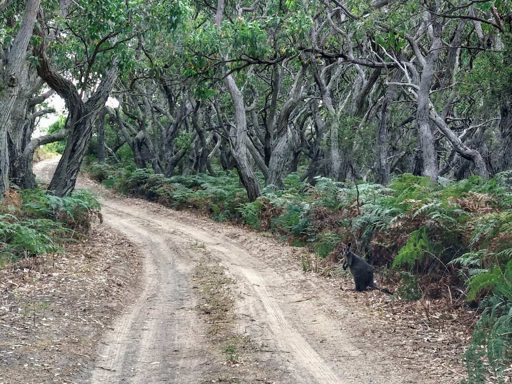 Parker Hill Camp Ground | Cape Otway VIC 3233, Australia