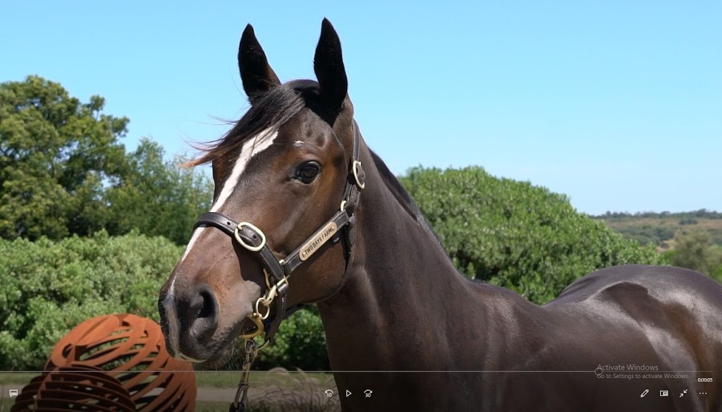 Lofty Thoroughbred Group Pty Ltd | 7/9 Laurie Cleary Ln, Cranbourne VIC 3977, Australia | Phone: 0413 123 711