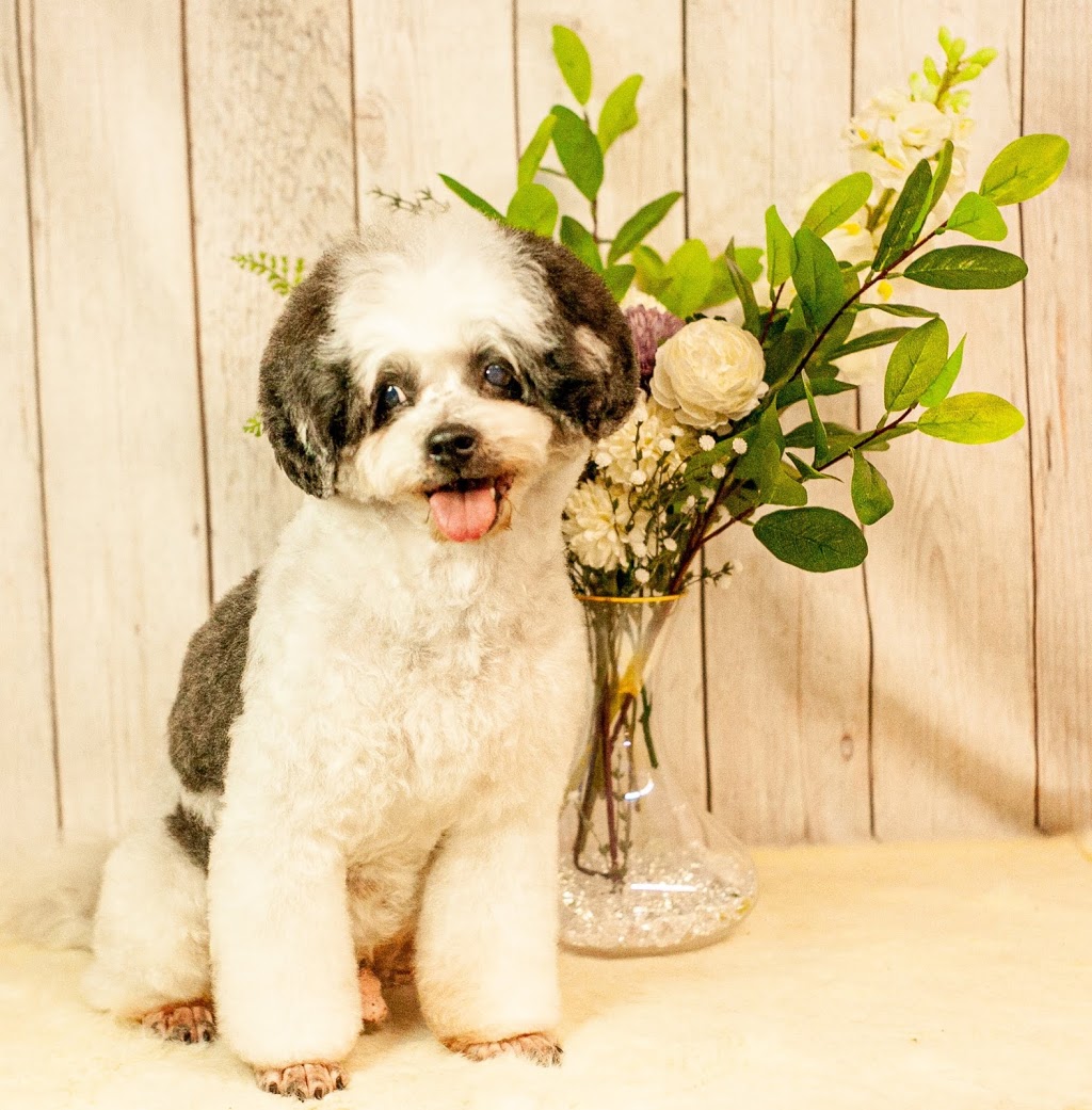 Pup Culture Dog Grooming | 339 Windsor Rd, Vineyard NSW 2765, Australia | Phone: 0413 177 866