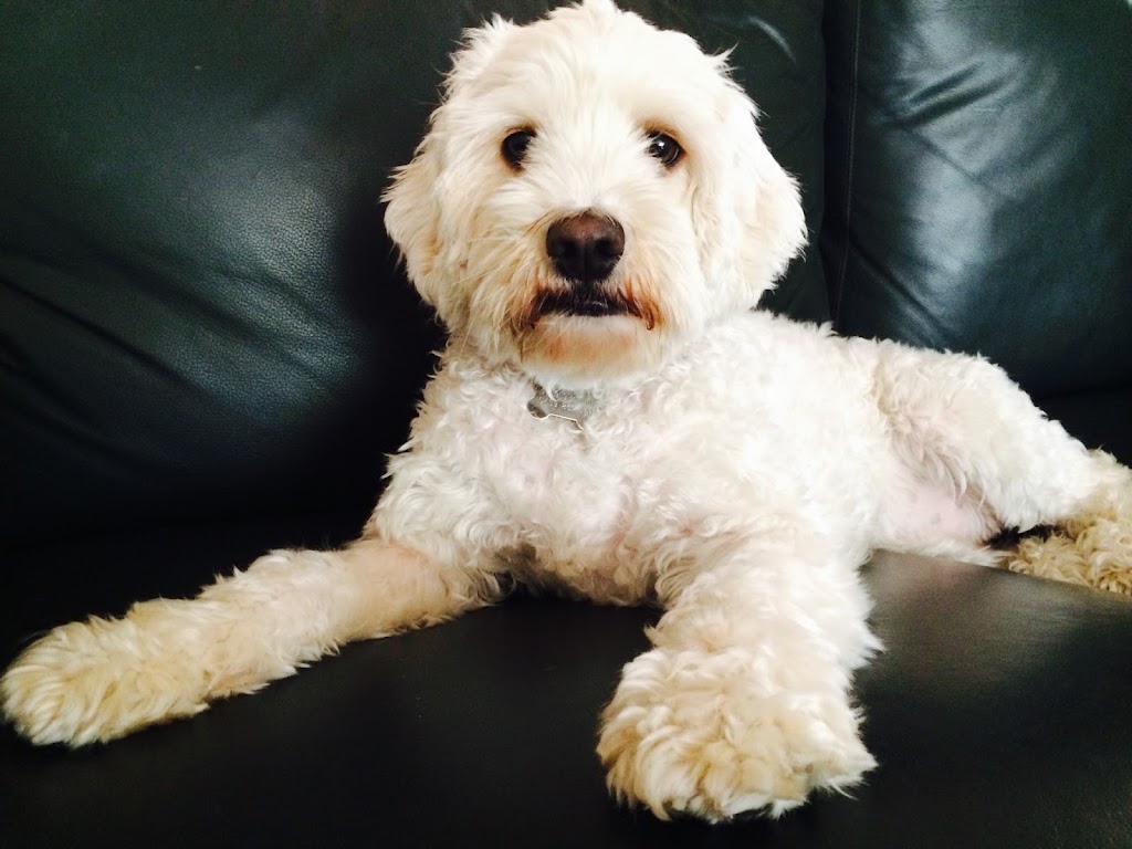 Northern Beaches Pet Care | 7 Foxall St, Elanora Heights NSW 2101, Australia | Phone: 0419 960 096