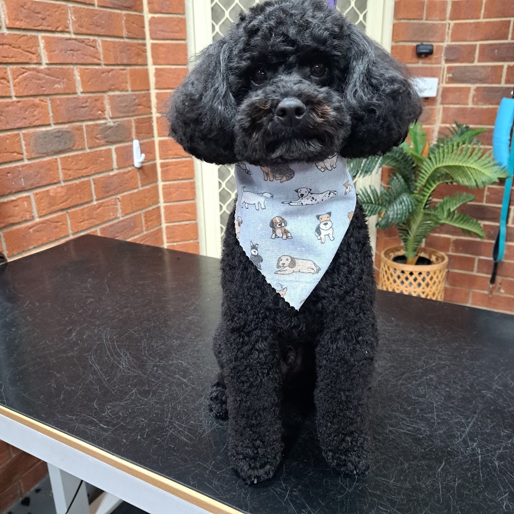 Pawlenes Pooches | 14 Little Chipping Dr, Chirnside Park VIC 3116, Australia | Phone: 0493 729 636