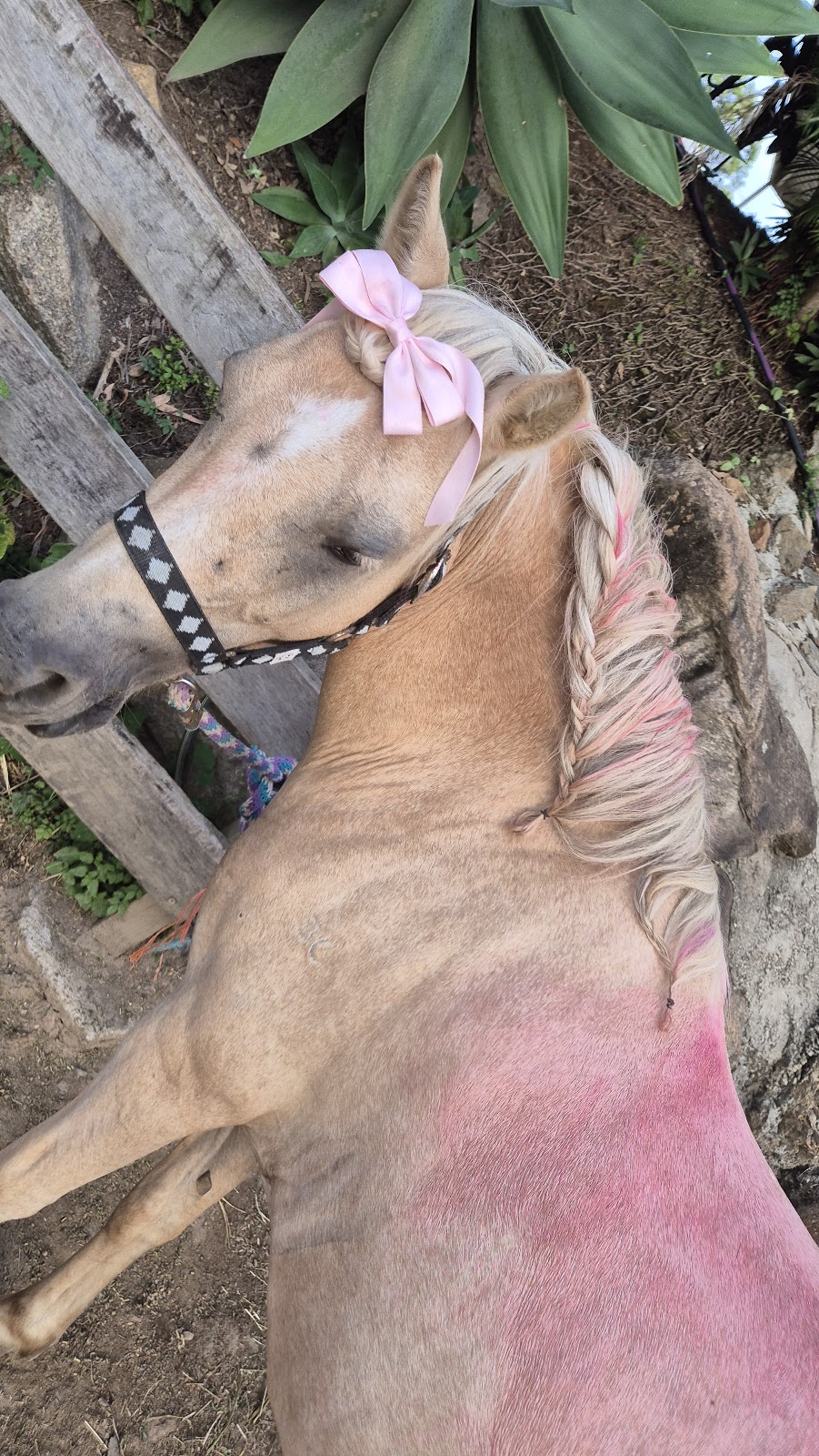 Cashmere Equestrian | Fischle Rd, Cashmere QLD 4500, Australia | Phone: 0417 896 265