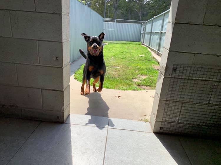 Excel Dog Training & Boarding Kennels | Attunga Rd, Greenbank QLD 4124, Australia | Phone: 0404 122 684