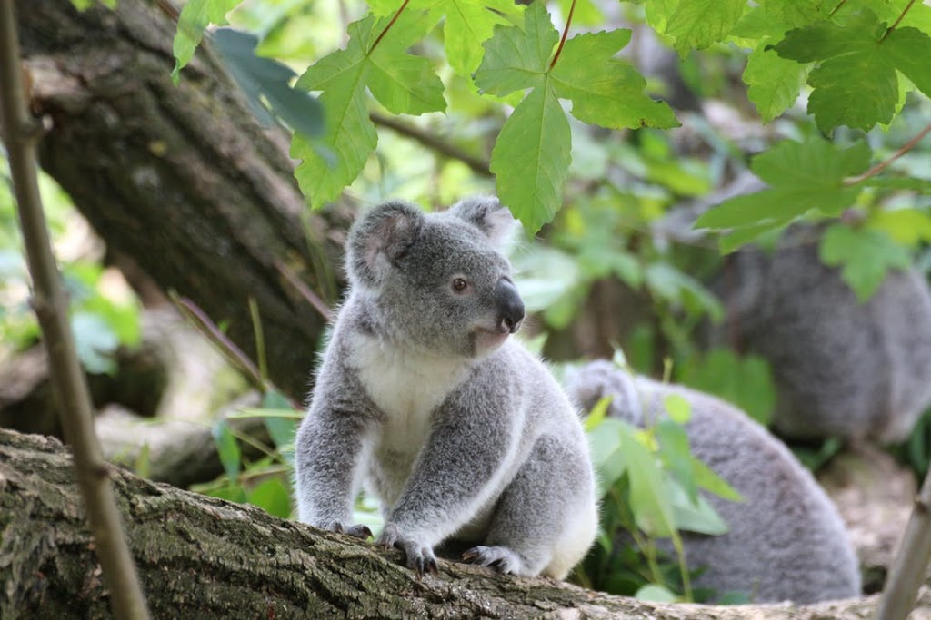 Accomplished Tree Management | 7 Koel Cres, Port Macquarie NSW 2444, Australia | Phone: 0411 443 535