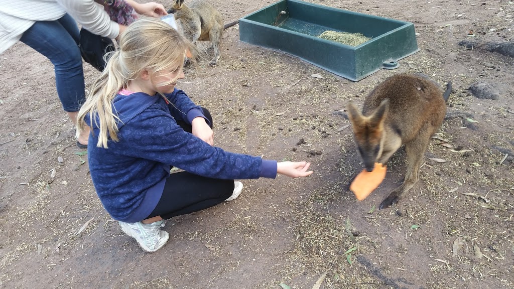 Fraser Coast Wildlife Sanctuary Inc | zoo | 31, Mungar Rd, Oakhurst QLD 4650, Australia | 0741222080 OR +61 7 4122 2080