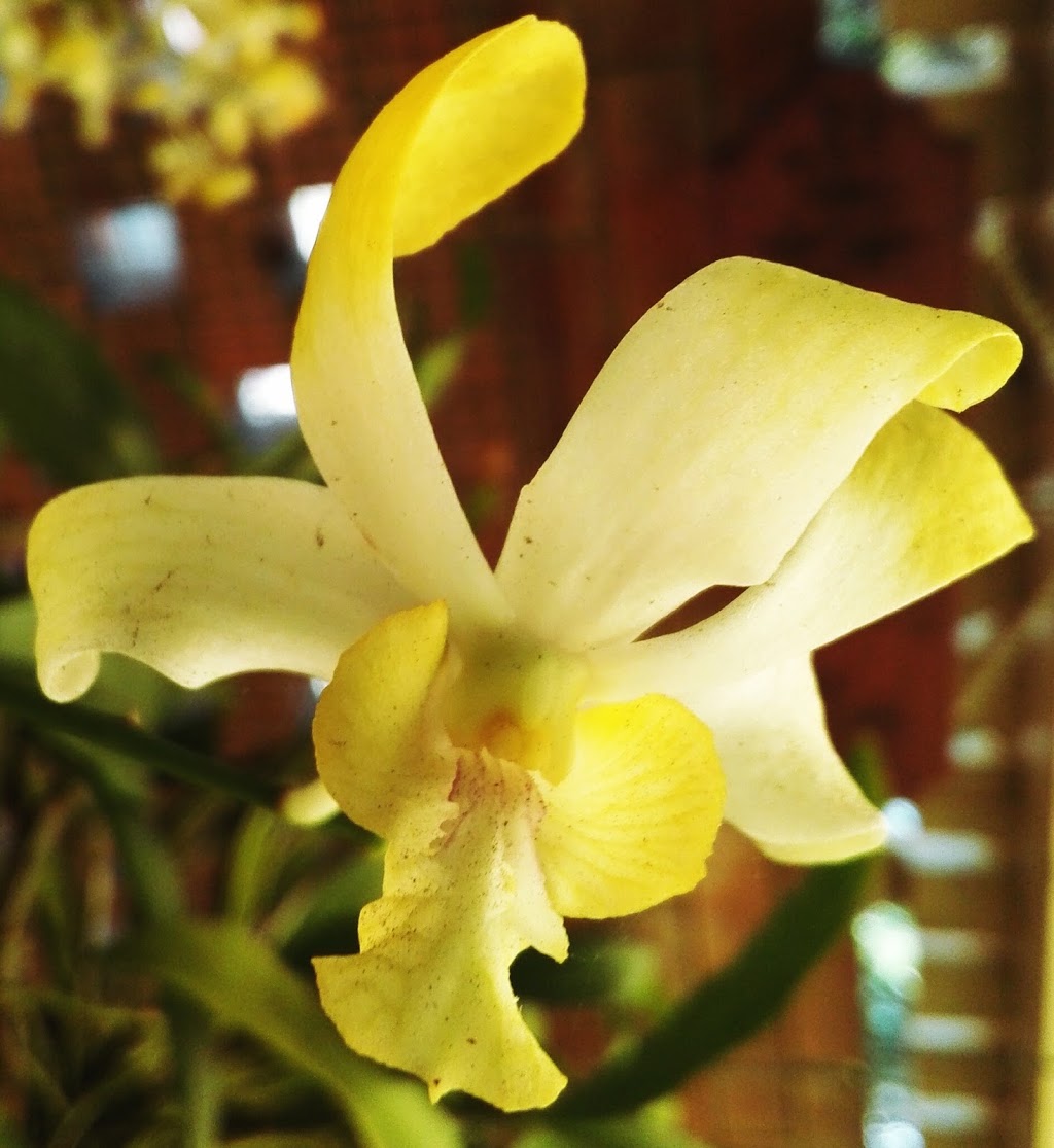 Mackay Orchid House | museum | Queens Park, Goldsmith St, Mackay QLD 4740, Australia | 1300622529 OR +61 1300 622 529