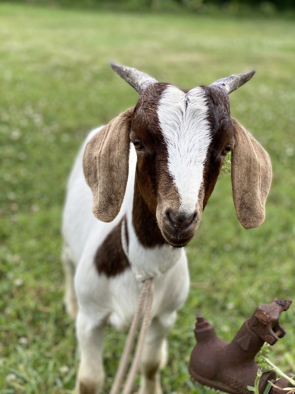 Sanctuary Organic Farm | 140 Niclins Rd, Mangrove Mountain NSW 2250, Australia | Phone: 0478 471 919