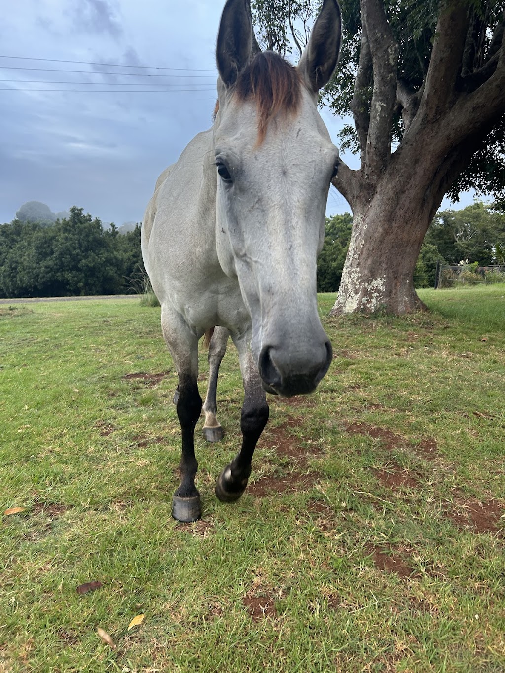 Equine Assisted Therapy at Bunyarra Farm | 690 Cowlong Rd, Eltham NSW 2480, Australia | Phone: 0402 362 169