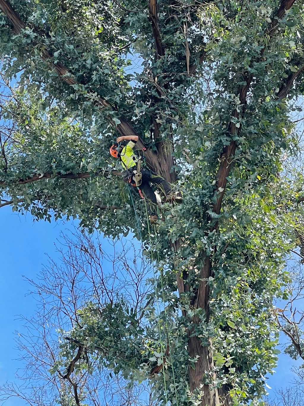 Local Tree Care | 22 Kothes Ln, Baranduda VIC 3691, Australia | Phone: 0417 684 571