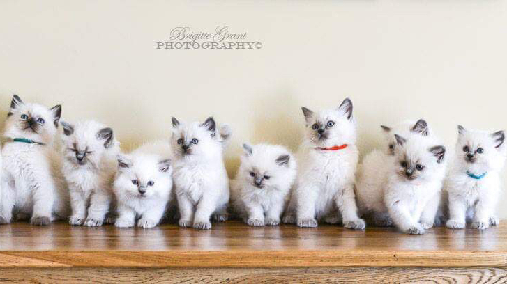 cRAiGDOLLS Ragdoll Cat & Kittens - Purrfect kittens to complete  | veterinary care | Mort Street, Katoomba NSW 2780, Australia | 0247826476 OR +61 2 4782 6476