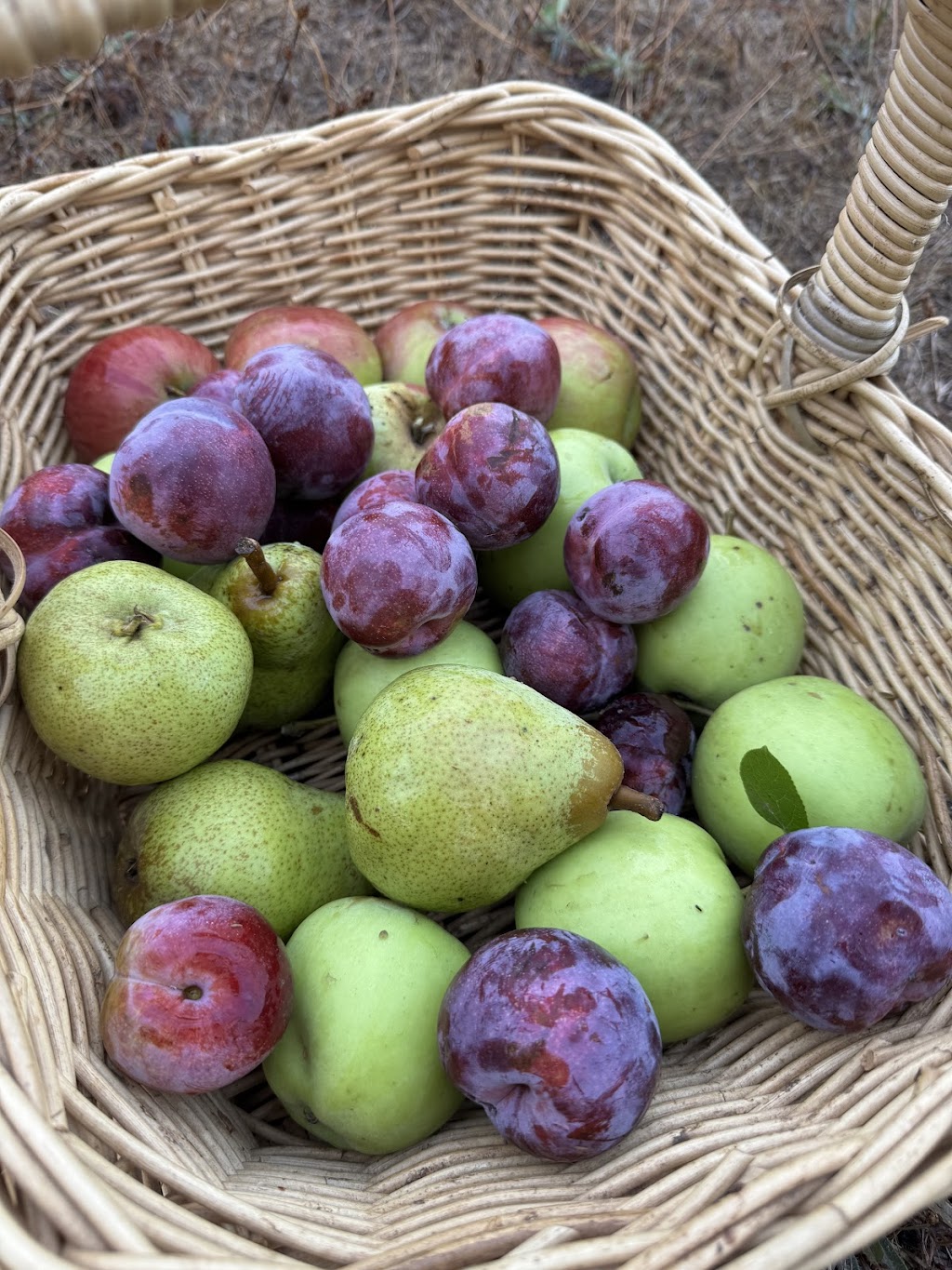 Arteka Farming | 65A Kannenbergs Rd, Hamilton VIC 3300, Australia | Phone: 0459 485 776 Arteka Farming | 65A Kannenbergs Rd, Hamilton VIC 3300, Australia | Phone: 0459 485 776